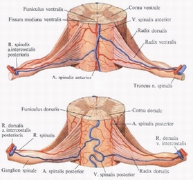 ateria and vena spinalis